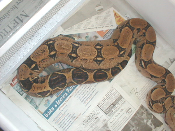 First Ovulation 11-29-04