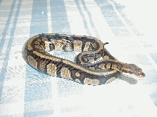 03 Female Brownhead