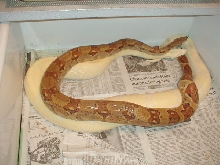 F2 Hypo and Albino 12-8-04
