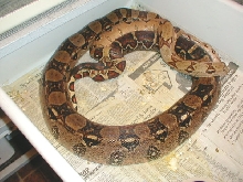 Male Harlequin and Big Normal  12-08-04