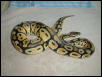 12-03 VPI Male Pastel