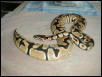 12-03 CBB 02 Jungle