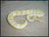 12-03 Male Albino