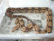 Adult Male Circleback/Ladder Tail BCI