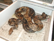 Dbl Het Snow Male and an 8ft Poss Dbl Het
