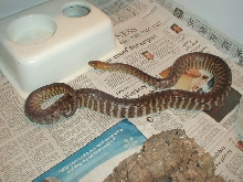 02 Female Woma