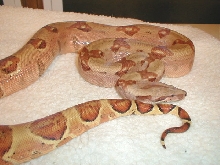 Update 03 Scarlet Pastel Hypo Female