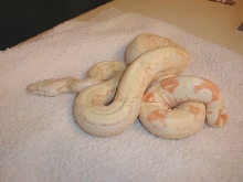 Update 03 Albino 66% het Anny Female!