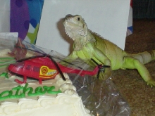 Vernie Playing