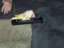 Andy Watching Tv