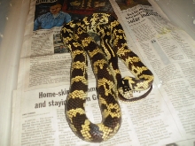 Female Coastal Cal-king