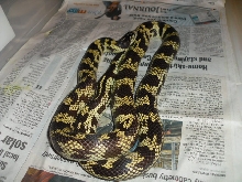 Female Coastal Cal-king 2