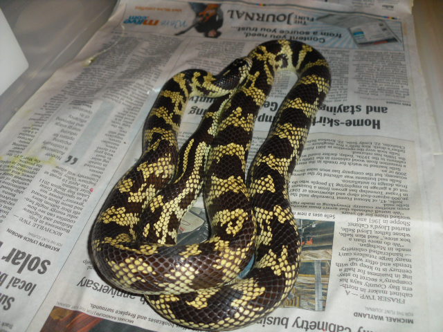 Female Coastal Cal-king 2