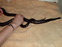 Black milksnake