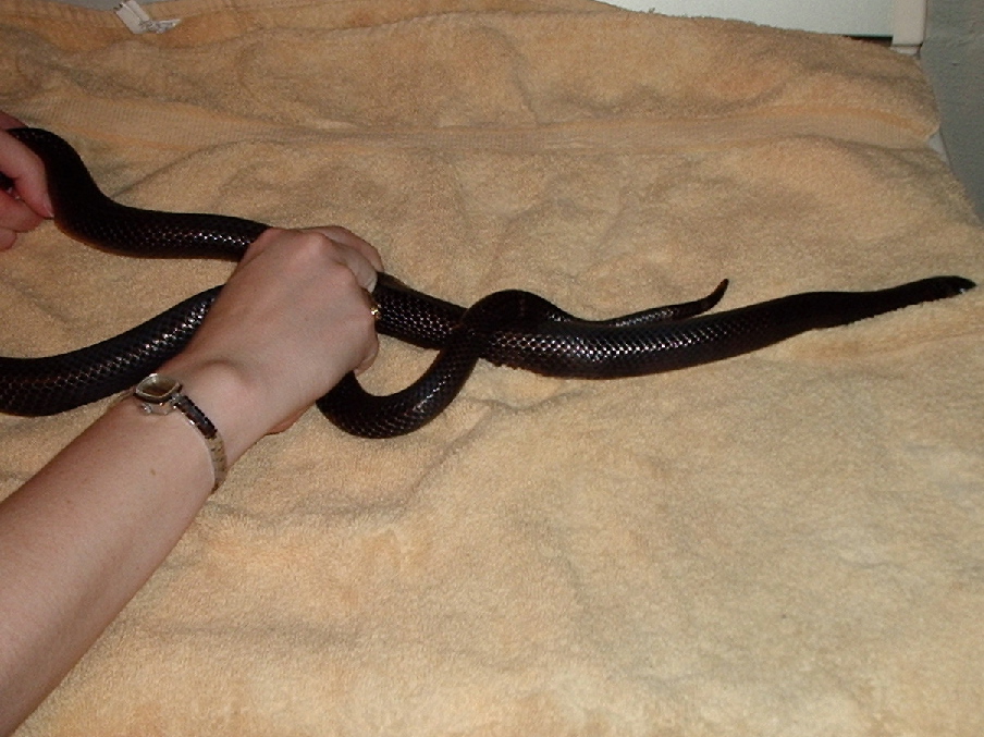 Black milksnake