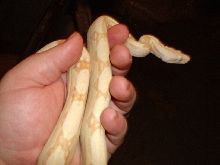 male albino boa