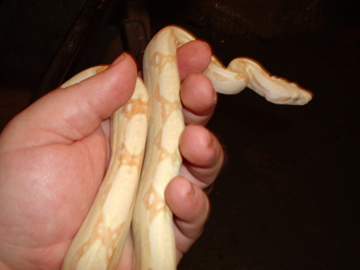 male albino boa