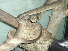 male atb