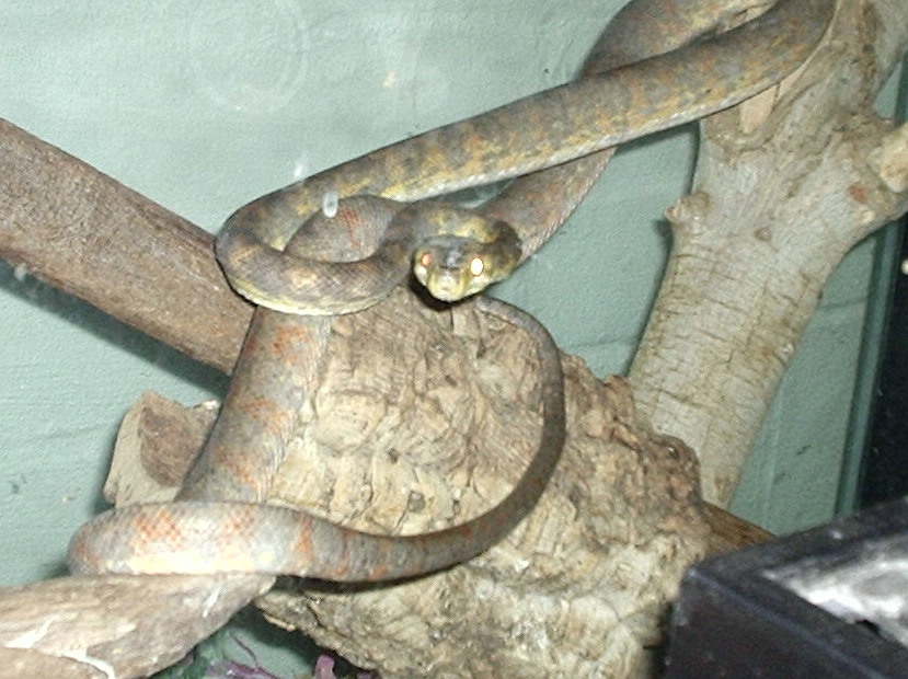 male atb