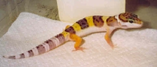 Baby het for patternless leo