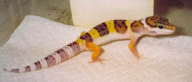Baby het for patternless leo