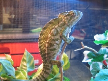 Male Carpet chameleon