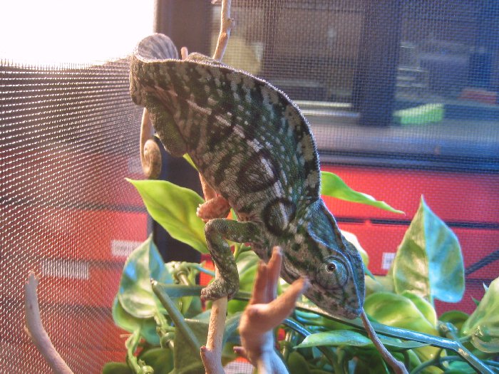 Another of male carpet chameleon