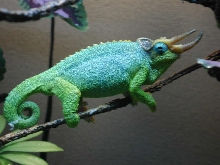 Male c. j. merumontanus