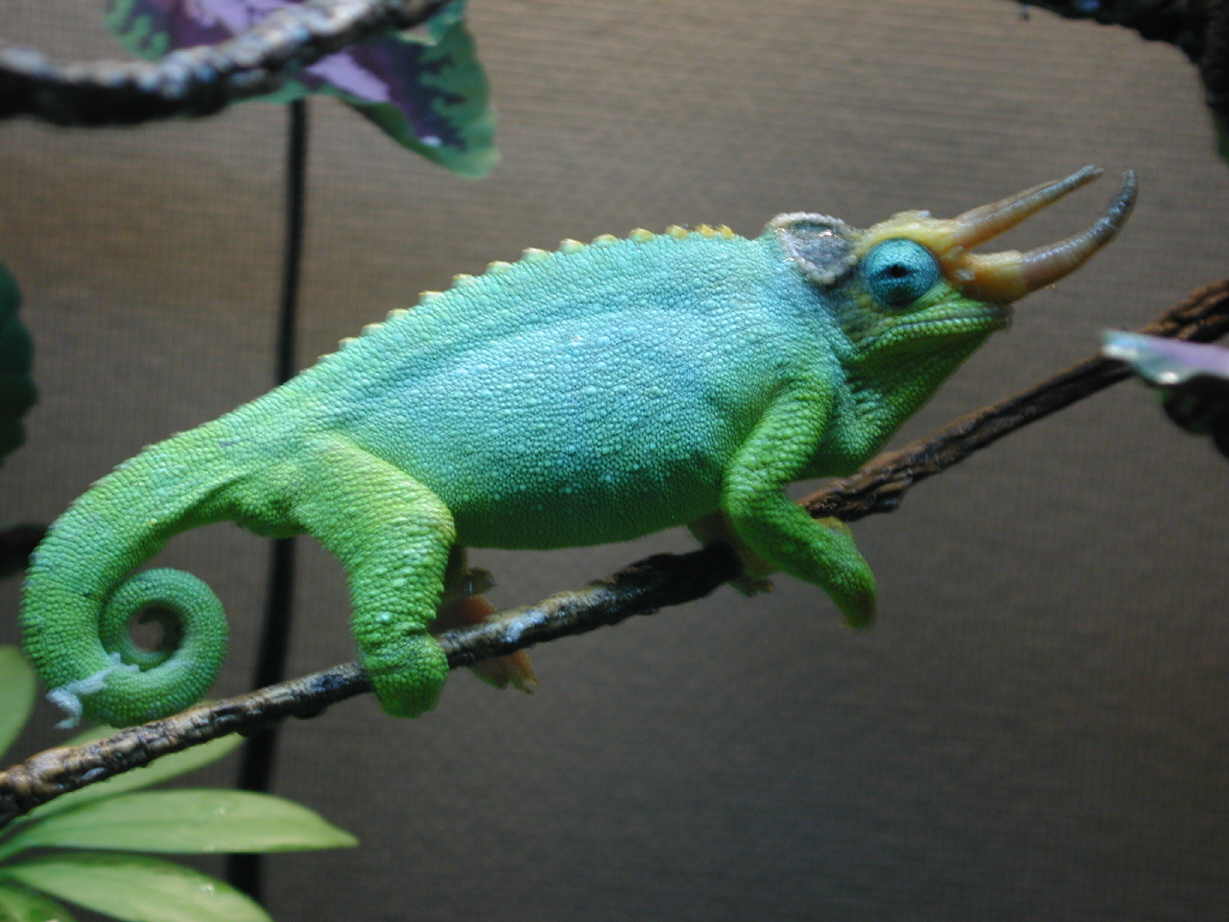Male c. j. merumontanus