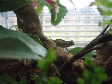 4 mo R. Brevicaudatus