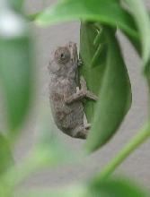 Baby c. j. merumontanus