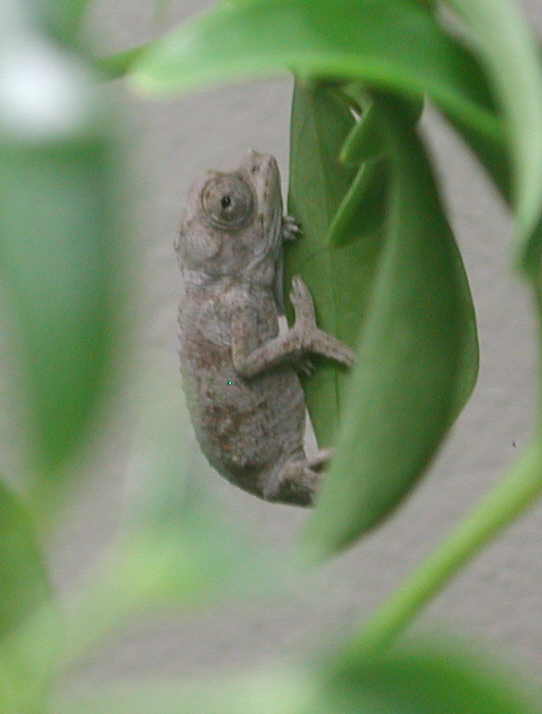 Baby c. j. merumontanus