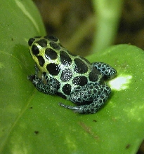 d. imitator juvi