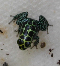d. imitator froglet