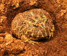 Ornate Pacman