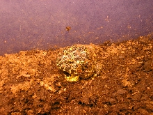 Pacman