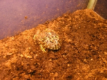 Pacman pic 2