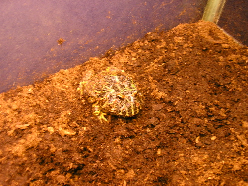 Pacman pic 2