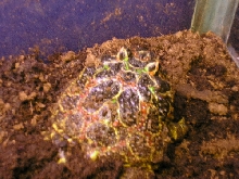 Pacman pic 3