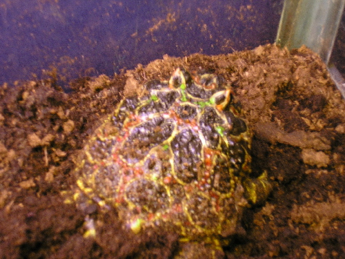 Pacman pic 3