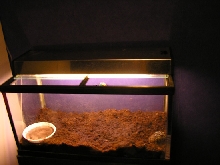 Pacman tank