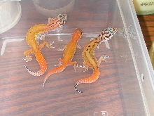 Red Stripe X Reverse Stripe Giant Albino