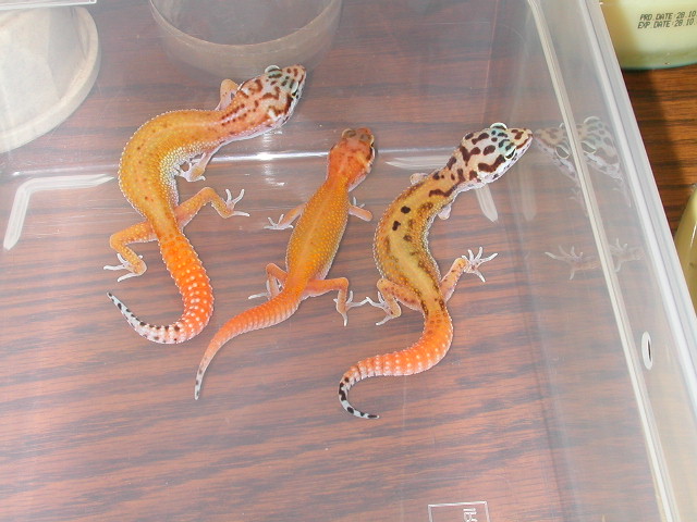 Red Stripe X Reverse Stripe Giant Albino