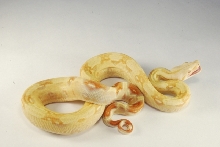 male albino