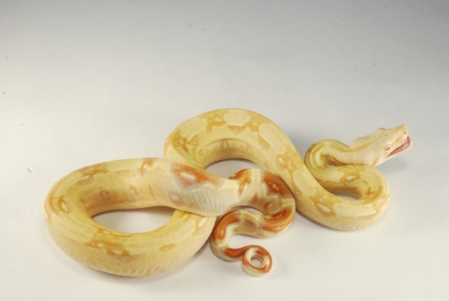 male albino