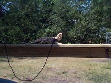 Sunning on the deck