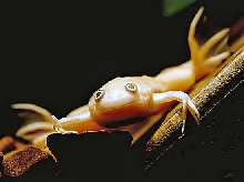 Albino Clawed Frog
