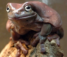 chop chop sitting on cork bark log