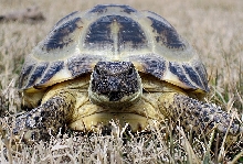 Cletus the Russian Tortoise