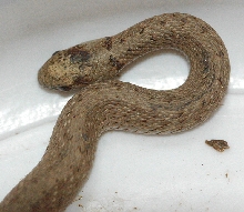 brown snake?
